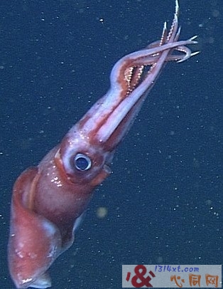 研究:深海鱿鱼性生活不分雌雄 无性倾向 研究:深海鱿鱼性生活不分雌雄 无性倾向